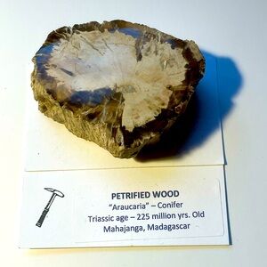 Petrified Wood